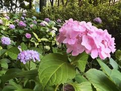 -重庆彩云湖湿地公园