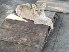 -秦皇岛野生动物园