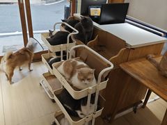 -是阿柴呀！柴犬咖啡·爱喵喵猫咖
