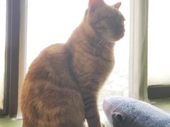 -猫猫幼稚园·撸猫·桌游·电玩