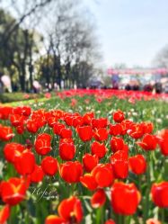 -玄武湖景区-情侣园游乐场
