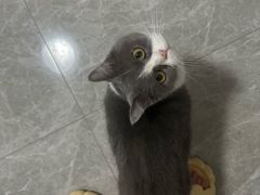 -萌兽医馆·宠物医院·猫骨科(创景店)