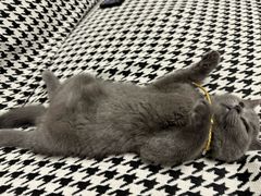 -瑞鹏宠物医院·超声·骨科·奇麟分院(蜀都万达店)