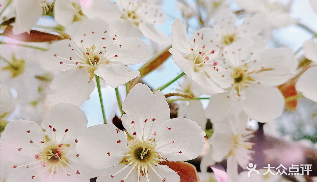 🌸随手拍，小区里的春天