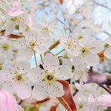 🌸随手拍，小区里的春天