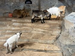 -Zoolung Zoolung动物主题公园(海信广场店)