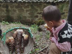 -铁山坪森林公园