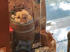 -more than meow吴止猫主题餐厅(承德 中船汇店)