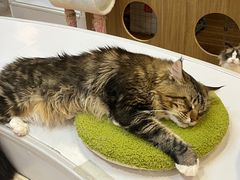 -COLOR PETS 撸猫馆·购猫·猫咖(长风大悦城店)