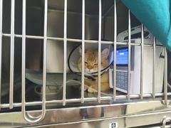 -美联众合动物医院·24h转诊中心