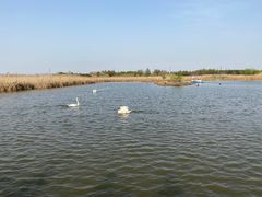 -宁波杭州湾国家湿地公园