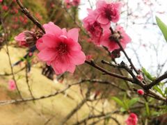 -神光山国家森林公园