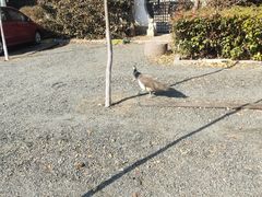 -观唐（国际）度假村温泉