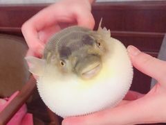 -肆月河豚·新淮扬(金融街店)