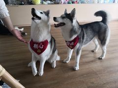 -Husky Go! 哈士奇体验馆·宠物咖啡厅狗咖