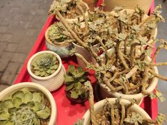 -吃饼人西餐(南开店)