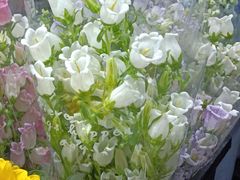 -循礼门鲜花花市(武汉循礼门店)