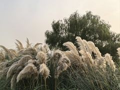 -长广溪湿地公园