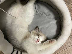-瑞派申生动物医院·24H夜诊·国际动物医疗中心·骨外科(吴中路店)