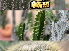 -正佳雨林生态植物园
