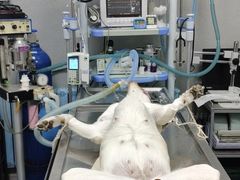 -北京观赏动物医院·24小时大型综合·猫专科·异宠专科