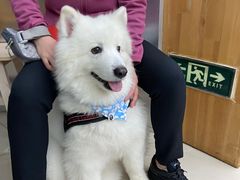 -爱侣宠医·鹦鹉专科·小型哺乳类·异宠专科(灵石路店)