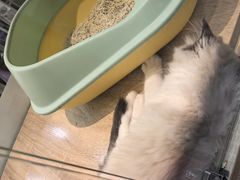 -BABIT巴比特宠物(MOMOPARK店)