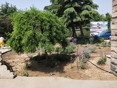 -东方巨龟苑景区