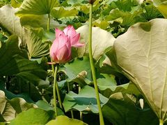 -荷塘月色湿地公园·向阳花洲