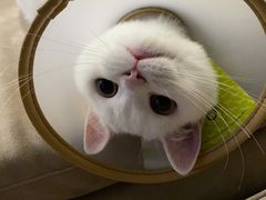 -安安宠医·安宠宠物医院