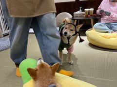 -逗柴咖啡屋·狗咖猫咖宠物桌游