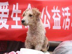 -成都爱之家动物救助中心
