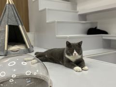 -COLOR PETS 撸猫馆·购猫·猫咖(长风大悦城店)