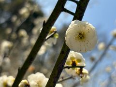 -西京湾花海