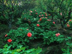 -洛阳市隋唐城遗址植物园