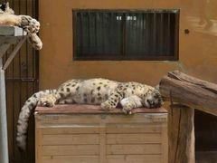 -青藏高原野生动物园