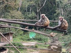 -西双版纳原始森林公园