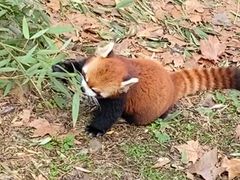 -都江堰中华大熊猫苑