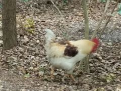 -热田神宫