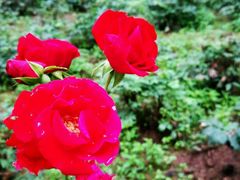 -洛阳白云山景区