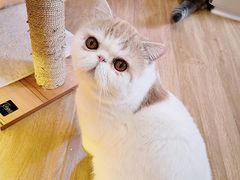 -滚猫咖啡·猫咖·猫友好撸猫(未来城店)