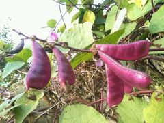 -武汉世外桃源农庄