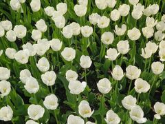 -玄武湖景区-情侣园游乐场