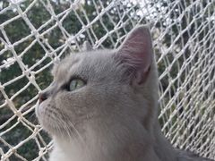 -喵屿·大理花园猫咖