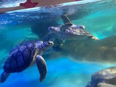 -海合安成都极地海洋公园