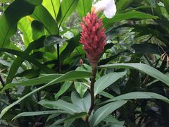 -广西壮族自治区药用植物园