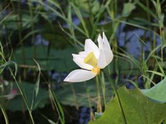 -野鸭湖国家湿地公园