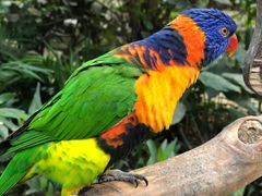 -南宫五洲植物乐园