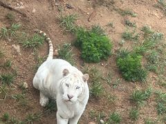-西霞口神雕山野生动物世界
