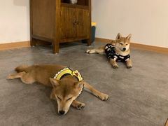 -南京Hallo宠物乐园·哈罗犬舍·柴犬繁育基地